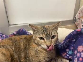 Torbie Cats Available for Adoption in Parlier, California - Bastet | PetCurious