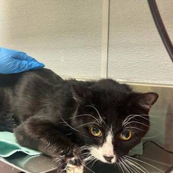 HANNIBAL -  Domestic Short Hair Cat for Adoption in Las Vegas, Nevada - HANNIBAL | PetCurious