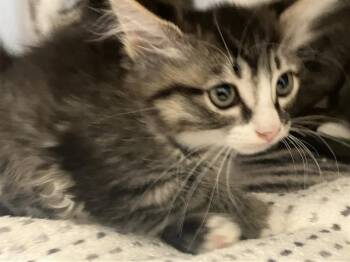 Rescue Domestic Long Hair Cats for Adoption in Tustin, California - CHICA | PetCurious