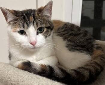 Mabel -  Domestic Short Hair Cat for Adoption in Verona, Wisconsin - Mabel | PetCurious
