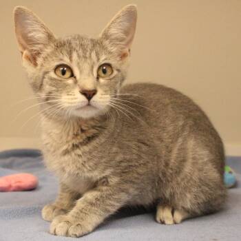 Hostess -  Domestic Short Hair Cat for Adoption in Champaign, Illinois - Hostess | PetCurious