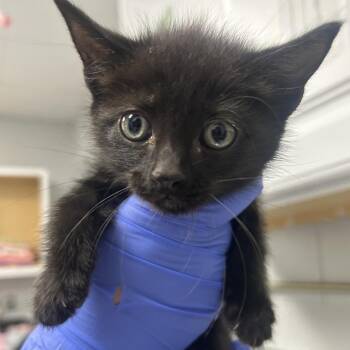 Baja Blast -  Domestic Short Hair Cat for Adoption in Greenville, South Carolina - Baja Blast | PetCurious