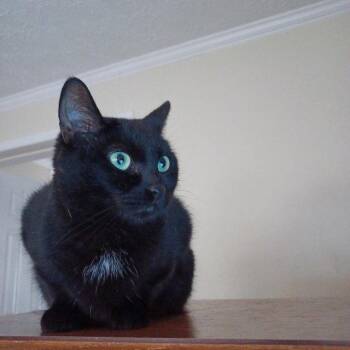 Honey -  Domestic Short Hair Cat for Adoption in Drasco, Arkansas - Honey | PetCurious