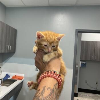 Rebecca K-1 -  Domestic Short Hair Cat for Adoption in Saint Joseph, Missouri - Rebecca K-1 | PetCurious