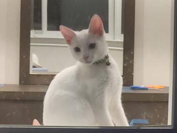 Chiffon -  Domestic Short Hair and Siamese Cat for Adoption in Morgan Hill, California - Chiffon | PetCurious