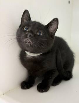 Hunter -  Domestic Short Hair Cat for Adoption in Rochester, Indiana - Hunter | PetCurious