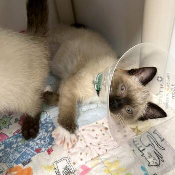 Sitka Spruce -  Domestic Medium Hair and Domestic Short Hair Cat for Adoption in Woodinville, Washington - Sitka Spruce | PetCurious