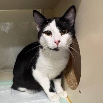 American Bobtail and Domestic Short Hair Cats Available for Adoption in Tulsa, Oklahoma - Dalton | PetCurious
