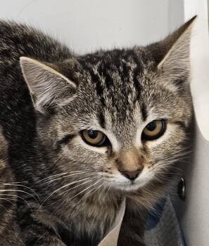 Rescue Domestic Short Hair Cats for Adoption in Greenfield, Indiana - Scrooge | PetCurious