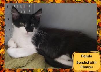 Rescue Domestic Medium Hair Cats for Adoption in Ojai, California - PANDA | PetCurious