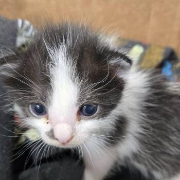 Tuxedo -  Domestic Short Hair Cat for Adoption in Desert Hot Springs, California - Tuxedo | PetCurious