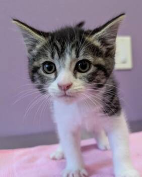 Estelle -  Domestic Short Hair Cat for Adoption in Eugene, Oregon - Estelle | PetCurious