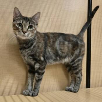 Mitzy Moo -  Domestic Short Hair Cat for Adoption in Warr Acres, Oklahoma - Mitzy Moo | PetCurious