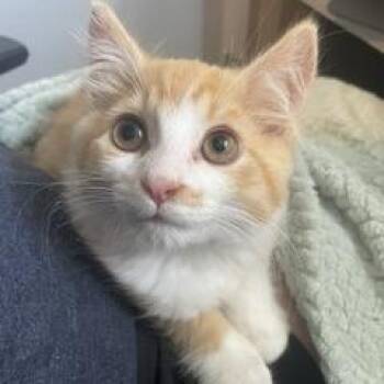 Crankenstein -  Domestic Long Hair Cat for Adoption in Granville, Ohio - Crankenstein | PetCurious