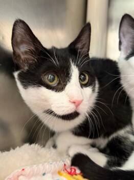 Domestic Short Hair Cats Available for Adoption - Mina | PetCurious