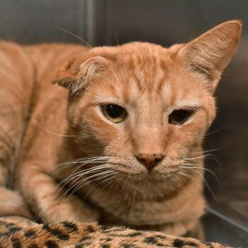 Benito -  Domestic Short Hair Cat for Adoption in Ottawa, Kansas - Benito | PetCurious