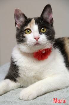 Domestic Short Hair Cats Available for Adoption - Marie | PetCurious