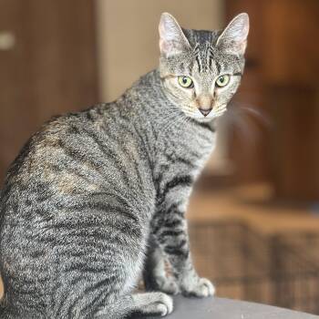 Domestic Short Hair Cats Available for Adoption in Clinton, North Carolina - Willow | PetCurious