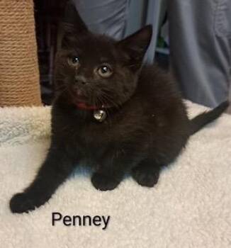 Penny Ling -  Domestic Short Hair Cat Available for Adoption in Parkville, Maryland - Penny Ling | PetCurious