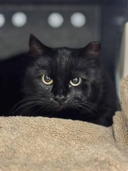 Domestic Short Hair Cats Available for Adoption - Mystic | PetCurious