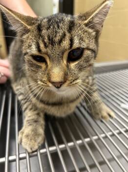 Rescue Domestic Short Hair Cats for Adoption in Douglasville, Georgia - Turkey | PetCurious