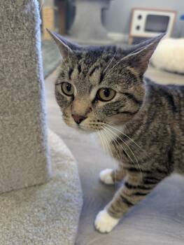 Domestic Short Hair Cats Available for Adoption in Blaine, Minnesota - Anchovy | PetCurious