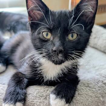 Sylvester -  Domestic Short Hair Cat for Adoption in Blackfoot, Idaho - Sylvester | PetCurious