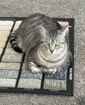Salem -  Tabby Cat for Adoption in Millville, Utah - Salem | PetCurious