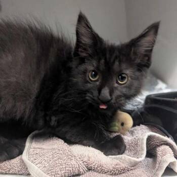 Midnight -  Domestic Long Hair Cat for Adoption in Dayton, Ohio - Midnight | PetCurious