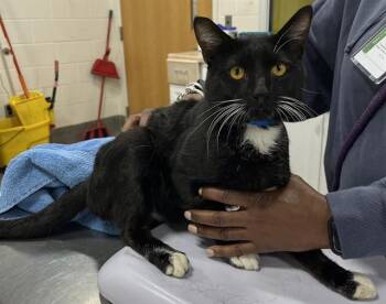 Domestic Short Hair Cats Available for Adoption - TATER | PetCurious