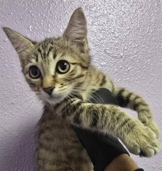 61764792 -  Domestic Short Hair Cat for Adoption in El Paso, Texas - 61764792 | PetCurious