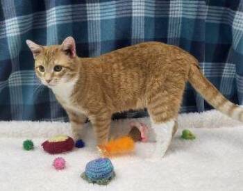Domestic Short Hair Cats Available for Adoption in Bucyrus, Ohio - Toots | PetCurious