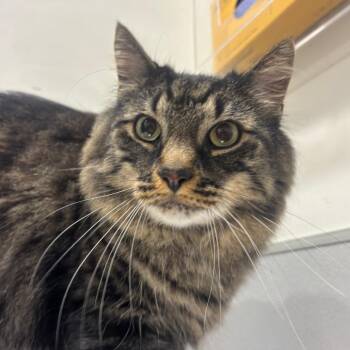 Shere Khan -  Domestic Long Hair Cat for Adoption in Tampa, Florida - Shere Khan | PetCurious