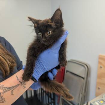 Nandor -  Domestic Long Hair Cat for Adoption in Watertown, New York - Nandor | PetCurious
