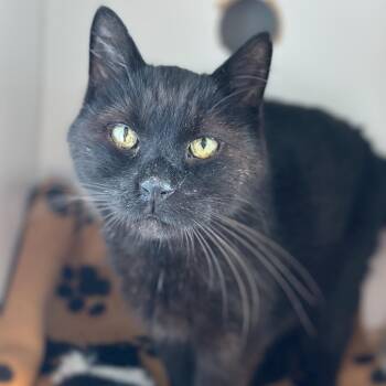 Perry Como -  Domestic Short Hair Cat for Adoption in Matteson, Illinois - Perry Como | PetCurious