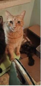 7up -  Domestic Medium Hair and Domestic Short Hair Cat for Adoption in Atlanta, Georgia - 7up | PetCurious