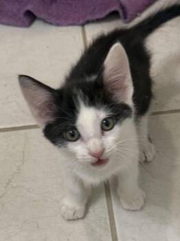 Ace -  Domestic Medium Hair Cat for Adoption in Lancaster, California - Ace | PetCurious