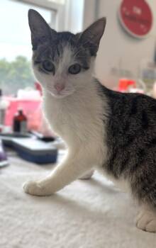 Hawaii -  Domestic Short Hair Cat for Adoption in Saint Paul, Minnesota - Hawaii | PetCurious