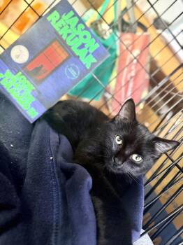 Zero -  Domestic Long Hair Cat for Adoption in Bellmawr, New Jersey - Zero | PetCurious