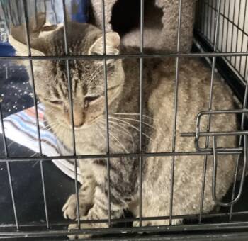 Rescue Domestic Short Hair Cats for Adoption in Muskegon, Michigan - BUTTERBALL | PetCurious