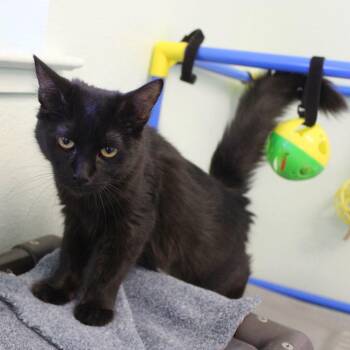 Morticia -  Domestic Short Hair Cat for Adoption in Weaverville, California - Morticia | PetCurious