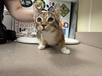 Rescue Domestic Short Hair Cats for Adoption in Salisbury, Maryland - Night | PetCurious