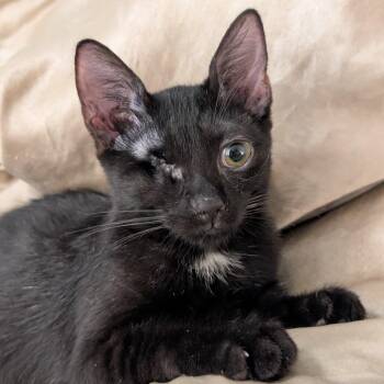 Zephyr (Bonded with Melody) -  Domestic Short Hair Cat for Adoption in Honolulu, Hawaii - Zephyr (Bonded With Melody) | PetCurious