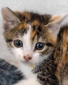 Baby -  Domestic Short Hair and Calico Cat for Adoption in Kennesaw, Georgia - Baby | PetCurious
