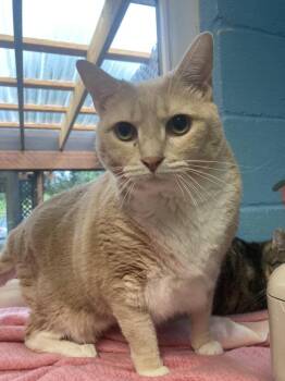Sriracha -  Domestic Short Hair Cat for Adoption in Burnsville, North Carolina - Sriracha | PetCurious