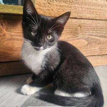 Jessie -  Domestic Short Hair Cat for Adoption in Ferndale, Washington - Jessie | PetCurious