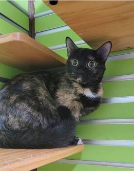 Rescue Domestic Short Hair Cats for Adoption in St. Peters, Missouri - SISSY | PetCurious