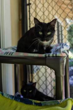 Sassy Pants -  Domestic Long Hair Cat for Adoption in Arlington, Washington - Sassy Pants | PetCurious