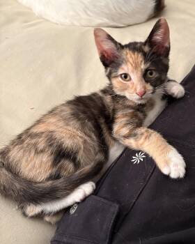Domestic Short Hair Cats Available for Adoption in Kansas City, Missouri - Maryhill | PetCurious