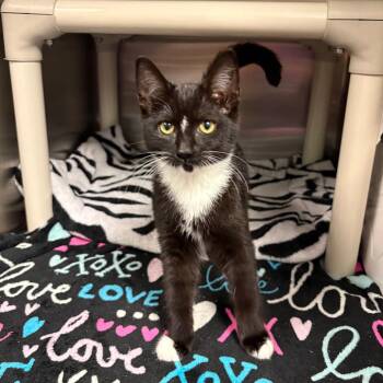 Carrietta -  Domestic Short Hair Cat for Adoption in Keizer, Oregon - Carrietta | PetCurious